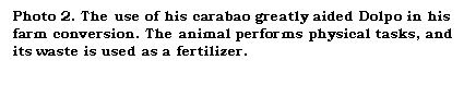 Text Box: Photo 2. The use of his carabao greatly aided Dolpo in his farm conversion. The animal performs physical tasks, and its waste is used as a fertilizer.