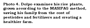 Text Box: Photo 4. Dolpo examines his rice plants, grown according to the MASIPAG method, saving his family from the cost of pesticides and fertilizers and creating a healthier farm.