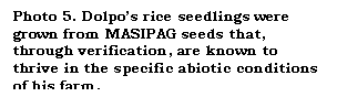 Text Box: Photo 5. Dolpos rice seedlings were grown from MASIPAG seeds that, through verification, are known to thrive in the specific abiotic conditions of his farm.