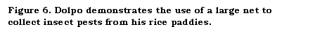 Text Box: Figure 6. Dolpo demonstrates the use of a large net to collect insect pests from his rice paddies.
