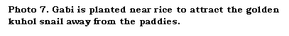 Text Box: Photo 7. Gabi is planted near rice to attract the golden kuhol snail away from the paddies.